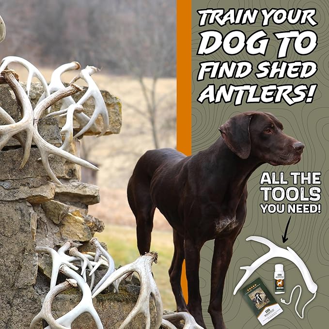 DogBone Shed Hunting Dog Training Kit – Train Your Puppy to Find Deer Antlers - Includes 2 oz Scent for Nosework &amp; Flexible Floating Dummy for Retrieving - Perfect for Whitetail Hunters