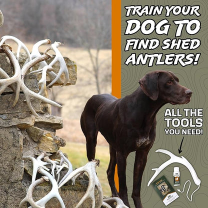DogBone Shed Hunting Dog Training Kit – Train Your Puppy to Find Deer Antlers - Includes 2 oz Scent for Nosework &amp; Flexible Floating Dummy for Retrieving - Perfect for Whitetail Hunters