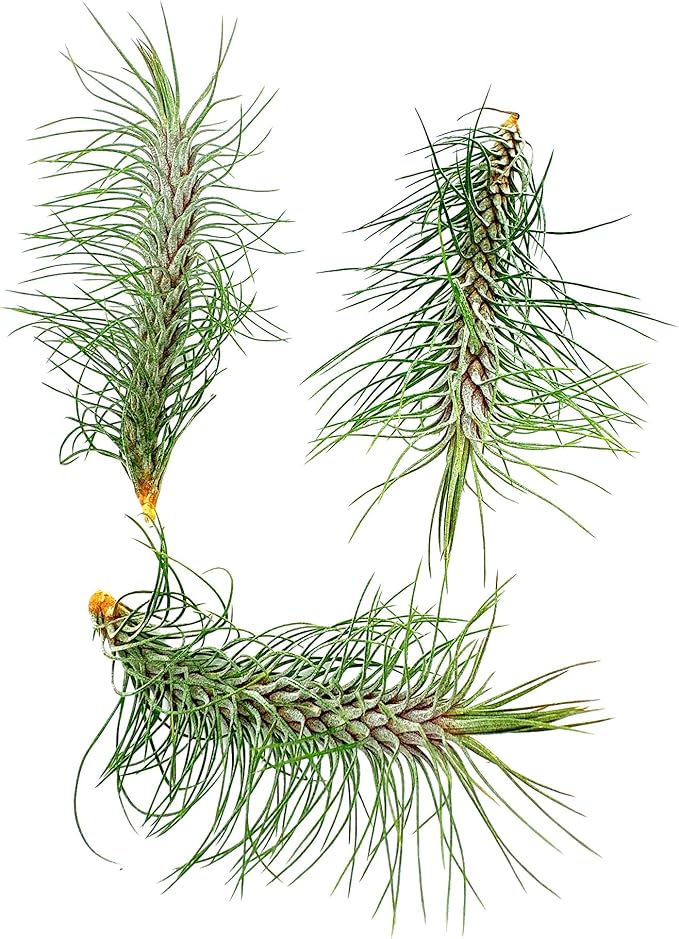 Air Plants - Colombian Tillandsia Funckiana, Large 5" - 3ct - Live Arrival Guaranteed - House Plants for Home Decor &amp; Gift
