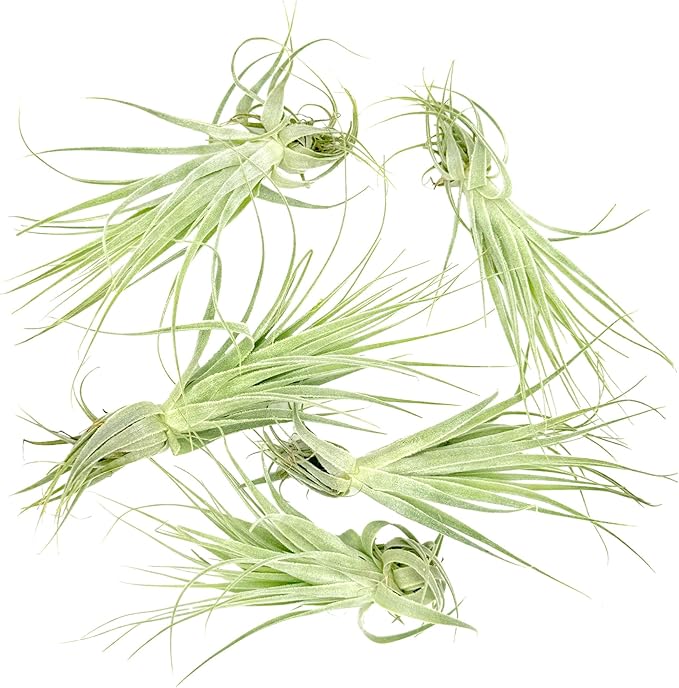 Live Air Plant - Tillandsia Gardneri 5-7” - 5ct - ragnaroc Rare Collectors Indoor Tropical Plant - Live Arrival Guaranteed - House Plants for Home Decor &amp; Gift