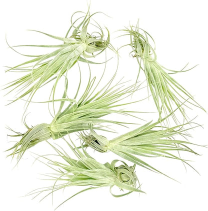 Live Air Plant - Tillandsia Gardneri 5-7” - 5ct - ragnaroc Rare Collectors Indoor Tropical Plant - Live Arrival Guaranteed - House Plants for Home Decor &amp; Gift
