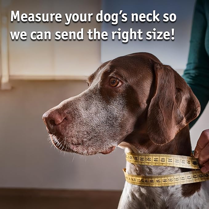 Biothane Custom Dog Collar – Waterproof, Stink-Proof Personalized Collar with Name &amp; Phone Number – Durable, Many Sizes and Colors – Assembled in USA (Cherry Red)