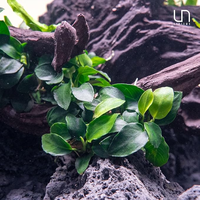 Ultum Nature Systems Live Tissue Culture - Anubias Nana Golden (Anubias barteri &