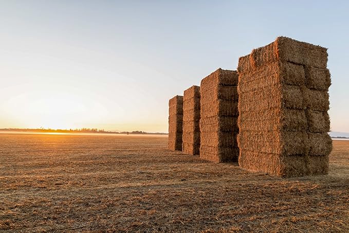 Blue Mountain Hay High-Altitude Hay - Organic Alfalfa, 10lb - High Protein, Fiber &amp; Mineral-Rich - Soft, Leafy, High Leaf Retention - Ideal for Goats, Rabbits, Guinea Pigs &amp; Other Small Animals