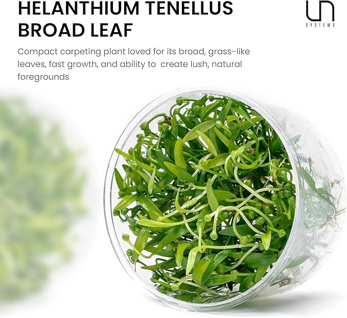 Ultum Nature Systems Live Tissue Culture - Helanthium tenellum &