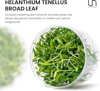 Ultum Nature Systems Live Tissue Culture - Helanthium tenellum &