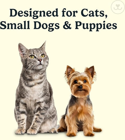 Jasper Microbrush Cat Toothbrush, Soft-Bristled Toothbrush Kit for Felines &amp; Small Dogs, Premium Non-Slip Handle with 2 Replaceable Tooth Brush Heads, Use with Cat Toothpaste