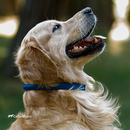 CollarDirect Rolled Leather Dog Collar, Soft Padded Round Puppy Collar, Handmade Genuine Leather Collar Dog Small Large Cat Collars 13 Colors (11-14 Inch, Deep Blue Textured)