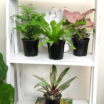 Essential Houseplant Collection (4PK) Live Plants Indoor Plants Live Houseplants in Plant Pots, Easy House Plants Indoors Live, Snake Plant, Pothos in Potting Soil, Clean Air Plants by Plants for Pets