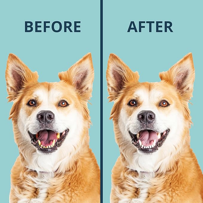 NOVEHA Pet Dental Powder | Vet-Approved Oral Care for Dogs &amp; Cats | Natural Tartar Remover for Dogs Fresh Breath Formula | Easy Teeth Cleaning for Daily Use (1 - Pack)