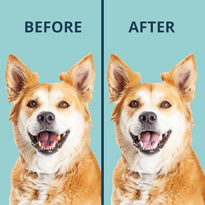 NOVEHA Pet Dental Powder | Vet-Approved Oral Care for Dogs &amp; Cats | Natural Tartar Remover for Dogs Fresh Breath Formula | Easy Teeth Cleaning for Daily Use (1 - Pack)