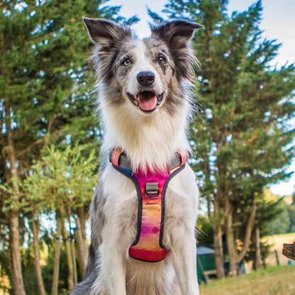 Embark Adventure Dog Harness, Reflective Trim No Pull Dog Harnesses for Small Sized Dogs - Military Grade Nylon, Front Clip with Gel Lined Handle. Soft &amp; Padded Puppy