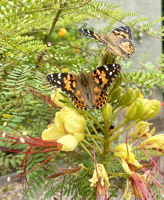 Insect Lore Bug Camp Bundle | Butterfly Kit with 1 Cup Live Caterpillars | Ladybug Land with 1 Tube Live Larvae | Ant Mountain with 1 Tube Live Western Harvester Ants | Life Cycle Figurines &amp; More
