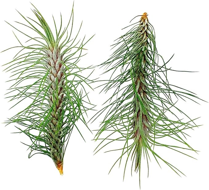Air Plants - Colombian Tillandsia Funckiana, Large 5" - 2ct - Live Arrival Guaranteed - House Plants for Home Decor &amp; Gift