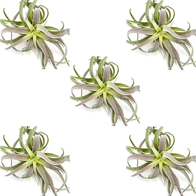 Air Plants - Tillandsia Cacticola, Jumbo 6-9" - 5ct - Live Arrival Guaranteed - House Plants for Home Decor &amp; Gift