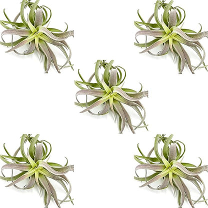Air Plants - Tillandsia Cacticola, Jumbo 6-9" - 5ct - Live Arrival Guaranteed - House Plants for Home Decor &amp; Gift