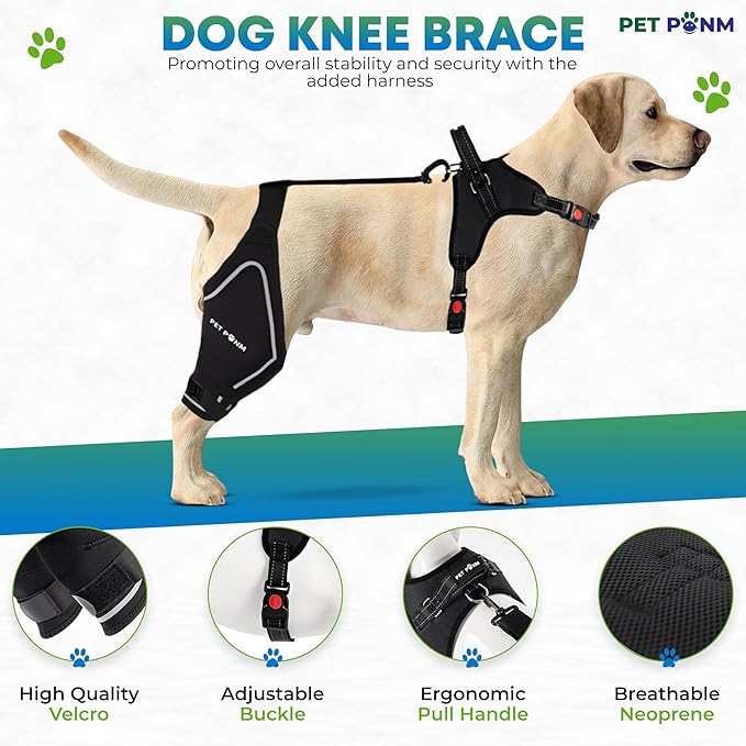 Comfortable Dog Knee Brace for Both Hind Legs with Harness - for ACL Tear, Luxating Patellae, Osteoarthritis &amp; Instability - for Recovery &amp; Injury Prevention in Active/Aging Dogs - (Medium)