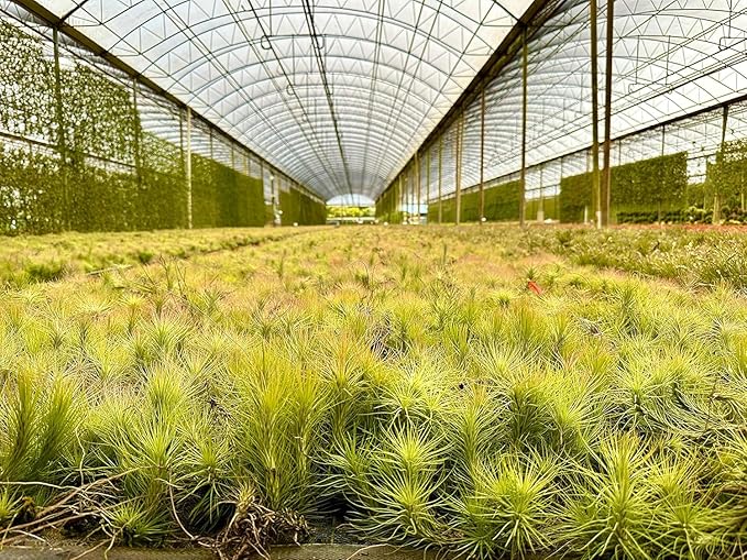 Air Plants - Tillandsia Funckiana, Large 5" - 1ct - Live Arrival Guaranteed - House Plants for Home Decor &amp; Gift