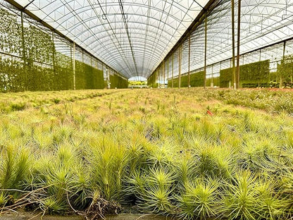 Air Plants - Tillandsia Funckiana, Large 5" - 1ct - Live Arrival Guaranteed - House Plants for Home Decor &amp; Gift