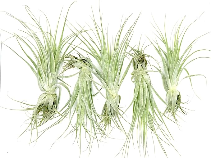 Live Air Plant - Tillandsia Gardneri 5-7” - 5ct - ragnaroc Rare Collectors Indoor Tropical Plant - Live Arrival Guaranteed - House Plants for Home Decor &amp; Gift