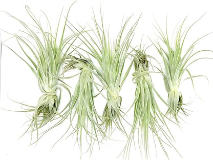 Live Air Plant - Tillandsia Gardneri 5-7” - 5ct - ragnaroc Rare Collectors Indoor Tropical Plant - Live Arrival Guaranteed - House Plants for Home Decor &amp; Gift