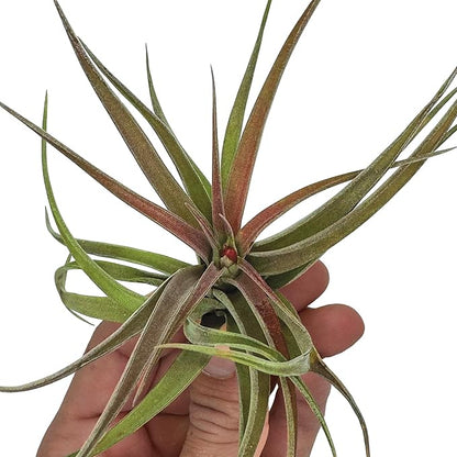 Air Plants - Tillandsia Brachycaulos Abdita, Large 4-6" - 2 ct - Live Arrival Guaranteed - House Plants for Home Decor &amp; Gift