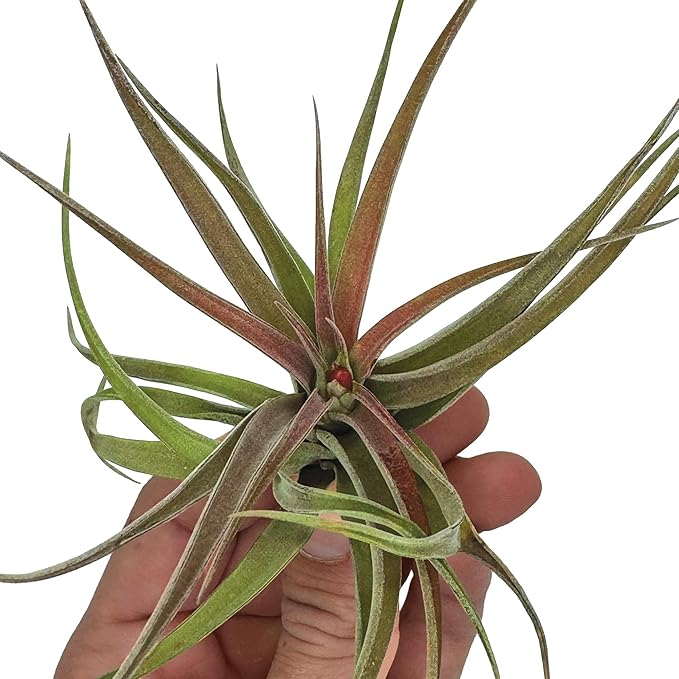 Air Plants - Tillandsia Brachycaulos Abdita, Large 4-6" - 3 ct - Live Arrival Guaranteed - House Plants for Home Decor &amp; Gift