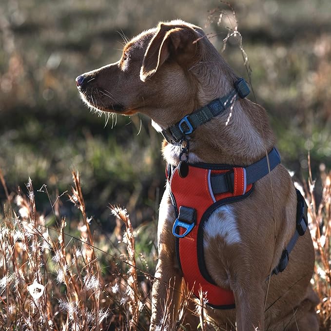 Embark Adventure Dog Harness, Reflective Trim XL Dog Harness for Extra Large Dogs No Pull - Military Grade Nylon, 2 Leash Clips &amp; Gel Lined Handle.