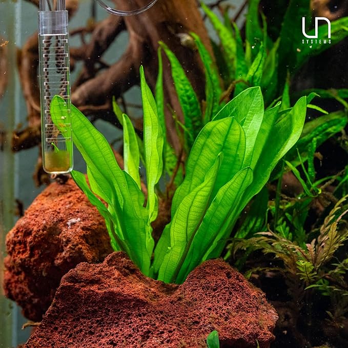 Ultum Nature Systems Live Tissue Culture - Echinodorus &