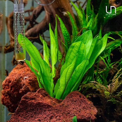 Ultum Nature Systems Live Tissue Culture - Echinodorus &