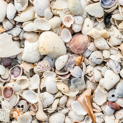 Natural Organic Sea Shell Mulch for Gardens and Landscaping – Decorative and Nutrient-Rich, 0.5–3-Inch Shells, Perfect for Indoor and Outdoor Use (0.3 CF - 8 L - 9 QTS)