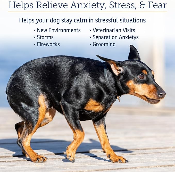 Rx Vitamins NutriCalm - Calming Care for Dogs with Valerian Root, Tryptophan, &amp; Ashwagandha - Aids in Separation Anxiety Relief for Dogs and Stress Relief - Road Trip Essentials &amp; Relaxant - 50ct