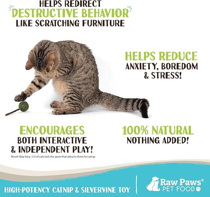 Raw Paws Catnip &amp; Silvervine Lollipops Interactive Cat Toy (6 Pack) - Silvervine Sticks for Cats - Catnip Ball Toy - Fresh Cat Nip - Silver Vine Dental Sticks