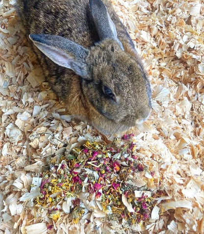 Herbal Forage Rabbit Treat &amp; Hay Topper (2 Ounces): Premium Rabbit Food, Hay for Guinea Pigs Food, Chinchilla Food, Hamster Treat Made with Organic Herbs (2 Ounce)