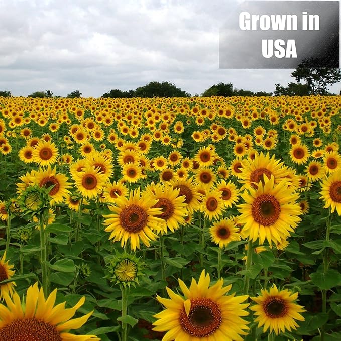 Wildlife Black Oil Sunflower Seeds for Birds and Wildlife, Non-GMO &amp; USA Grown on Small Farms (25 lbs)