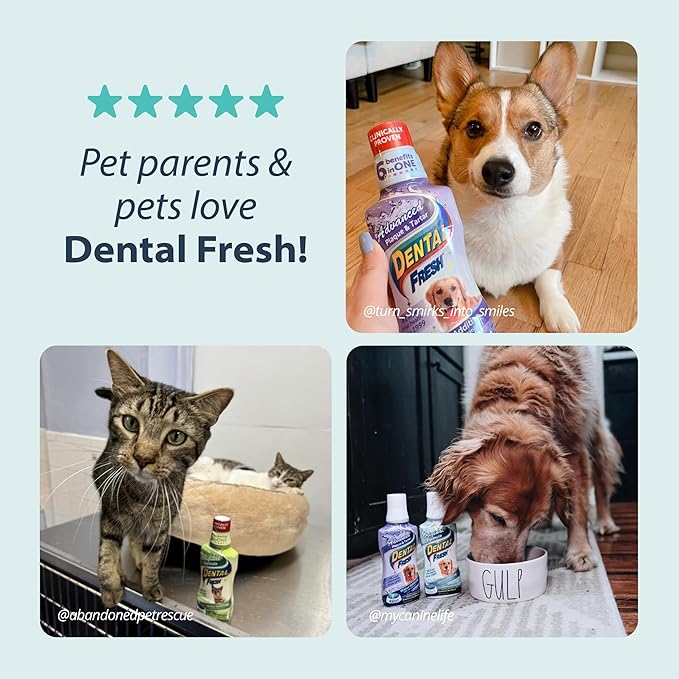 Dental Fresh Water Additive for Dogs, Original Formula, 8oz – Cat &amp; Dog Breath Freshener and Teeth Cleaning for Dental Care for Pets – Add to Water