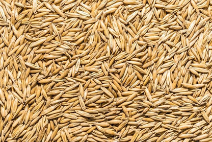 Thunder Acres Non GMO, Certified Organic, Oat Seed (5 lb.)