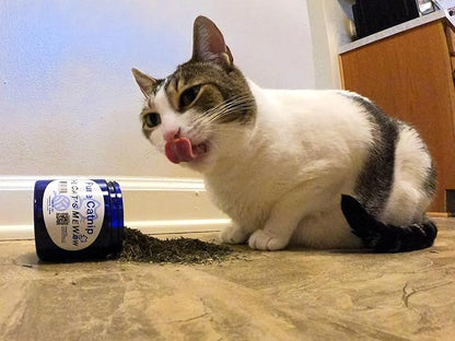 The Cat&