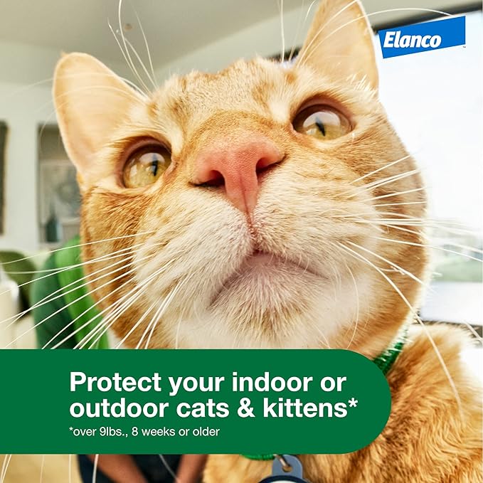 Advantage XD Large Cat Flea Prevention &amp; Treatment For Cats over 9lbs. | 2-Topical Doses, 2-Months of Protection Per Dose