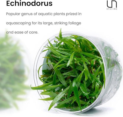 Ultum Nature Systems Live Tissue Culture - Echinodorus &