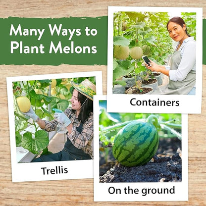 HOME GROWN 𝗨𝗦𝗔 𝗣𝗥𝗘𝗠𝗜𝗨𝗠 Melon Seeds Variety Pack 5 𝗡𝗢𝗡-𝗚𝗠𝗢 Heirloom Vegetable Seeds, Watermelon Cantaloupe Honeydew Sugar Baby &amp; Melon, High Germination for Planting Home Garden Indoors