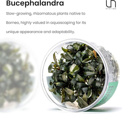 Ultum Nature Systems Live Tissue Culture - Bucephalandra Kedagang Japan- Easy - Low to Medium Light - Dark Green and Red Accent - Foreground to Midground - 100% Snail Free Grown in-Vitro - Small Cup