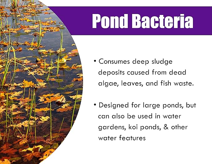 Pondworx Pond Bacteria - Concentrated &amp; Formulated for Large Ponds, Water Features - Safe for Koi - 32ounes &amp; Treats up to a Quarter Acre Pond