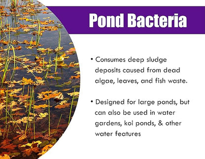 Pondworx Pond Bacteria - Concentrated &amp; Formulated for Large Ponds, Water Features - Safe for Koi - 32ounes &amp; Treats up to a Quarter Acre Pond