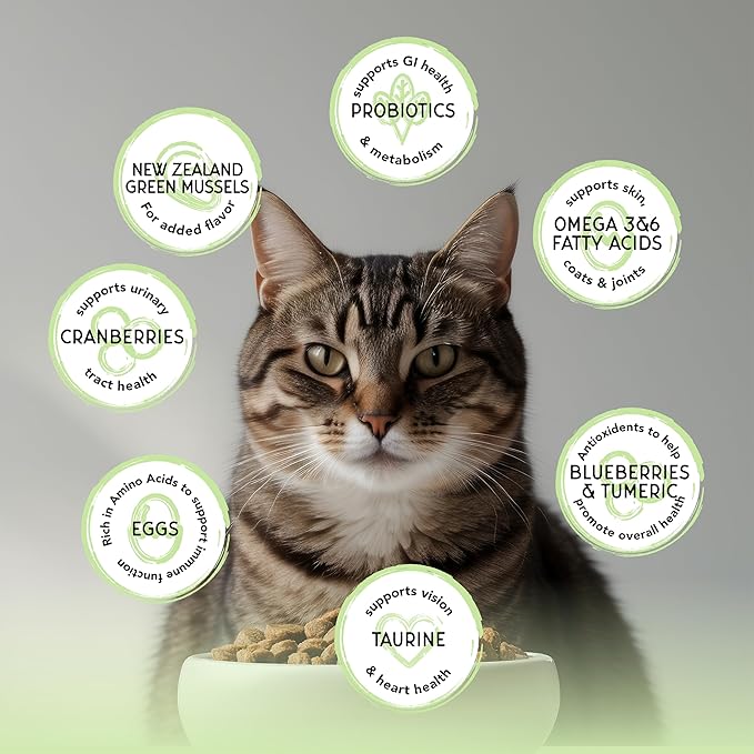 Blackwood Bounty Dry Cat Food, Whitefish &amp; Lentil Recipe for All Life Stages, 2 Pound Bag, High Protein, Grain Free
