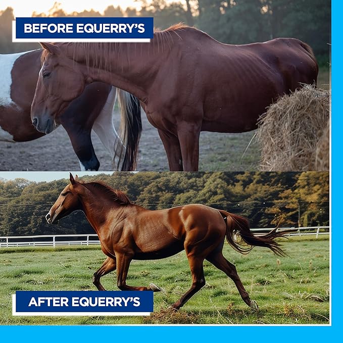 Equerry&