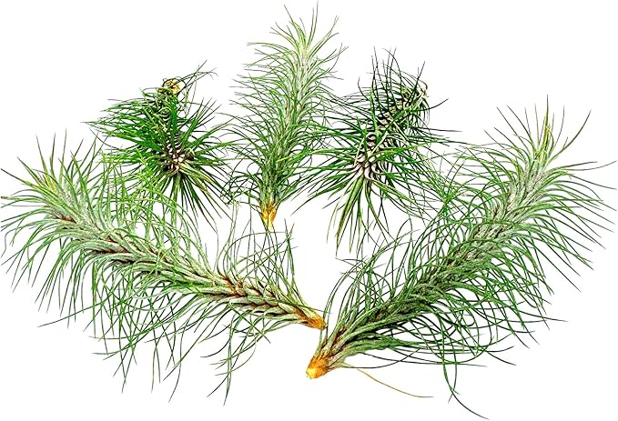 Air Plants - Colombian Tillandsia Funckiana, Large 5" - 5ct - Live Arrival Guaranteed - House Plants for Home Decor &amp; Gift