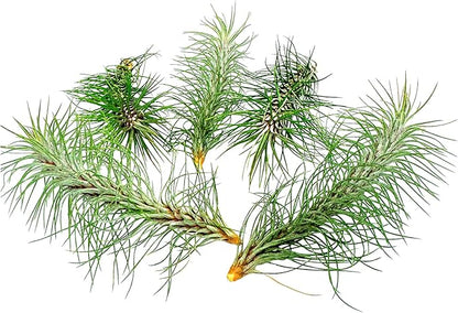Air Plants - Colombian Tillandsia Funckiana, Large 5" - 5ct - Live Arrival Guaranteed - House Plants for Home Decor &amp; Gift