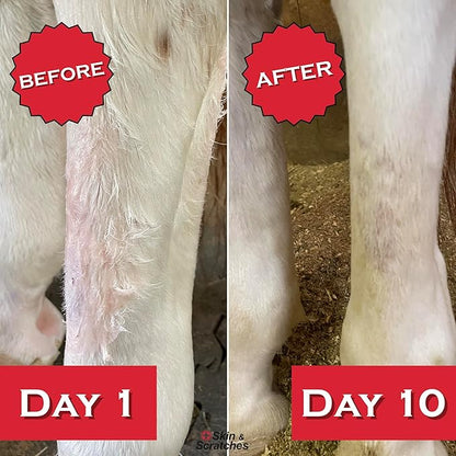 Show Out Skin &amp; Scratches 4 oz Concentrate - Fast Relief and Prevention for Horse Care. Use on Equine Scratches/Mud Fever, Girth Itch, Mange, Thrush, Rain Rot, Ringworm, etc w/Empty Spray Bottle