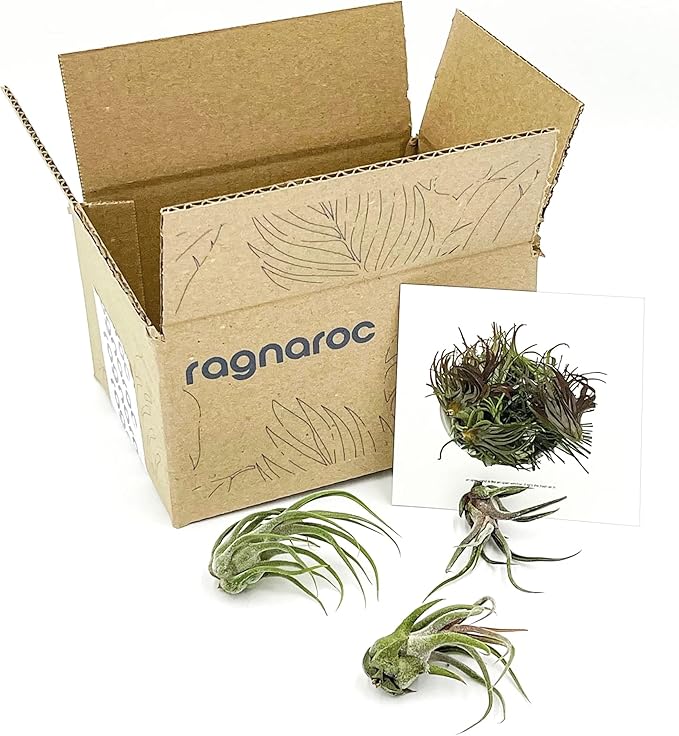 Air Plants - Tillandsia Pruinosa, Large 3-5" - 3ct - Live Arrival Guaranteed - House Plants for Home Decor &amp; Gift